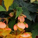 Begonia x tuberhybrida 'Illumination abricot'